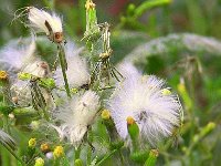 Flowers 4 River Walk